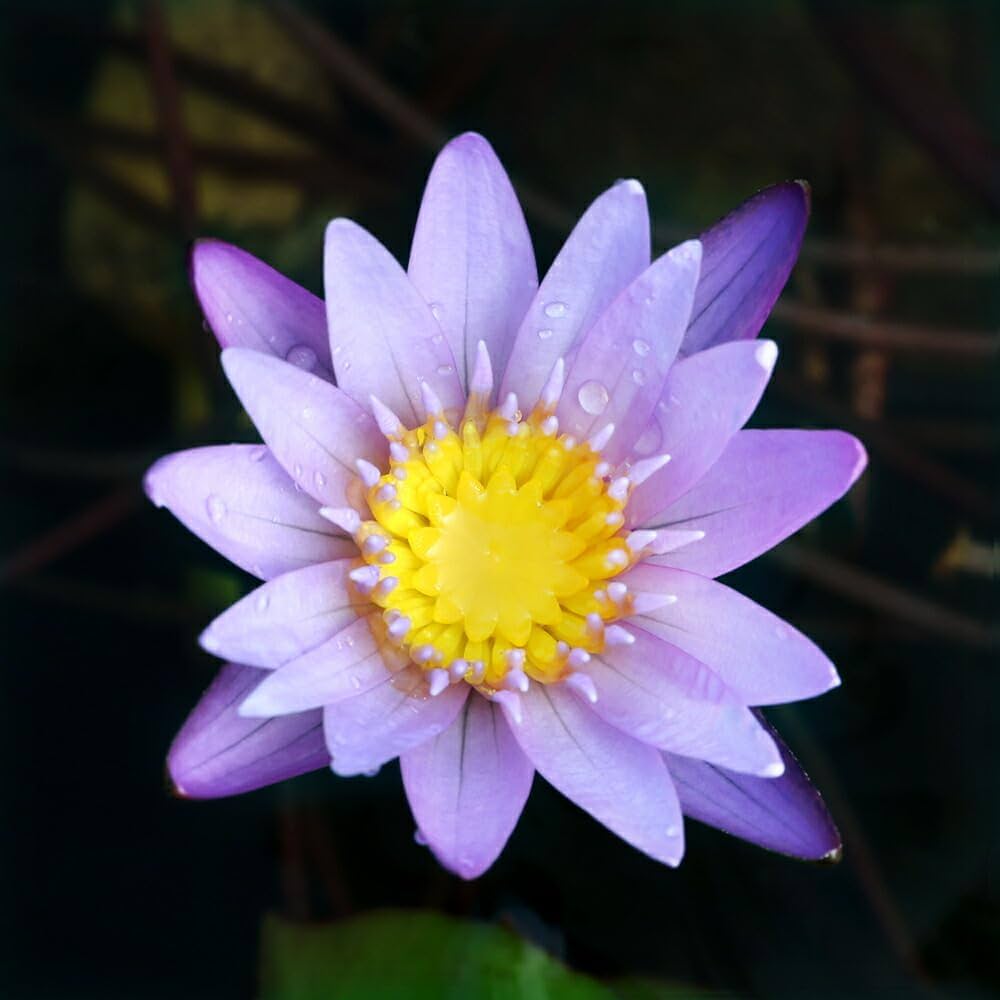 Amazon｜【charm】（ビオトープ）睡蓮 熱帯性睡蓮（スイレン）（紫